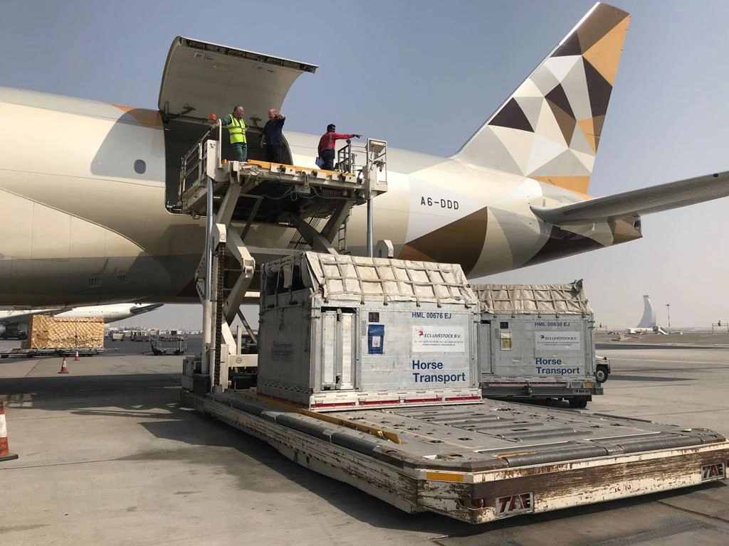 Horses being prepared for a transatlantic cargo flight at dusk